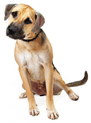 Black Mouth Cur breed standard example