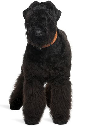 Black Russian Terrier breed standard example