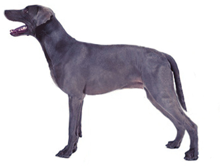 Blue Lacy breed standard example