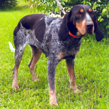 Bluetick Coonhound breed standard example