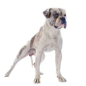 Alapaha Blue Blood Bulldog breed standard example