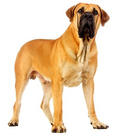 Boerboel breed standard example