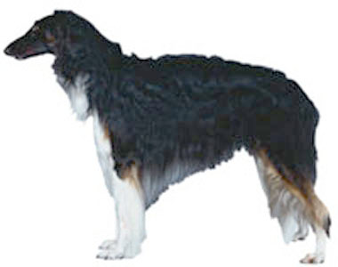 Borzoi breed standard example