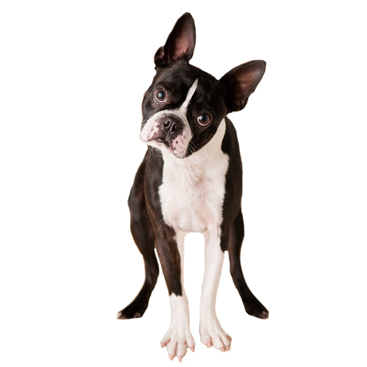 Boston Terrier breed standard example
