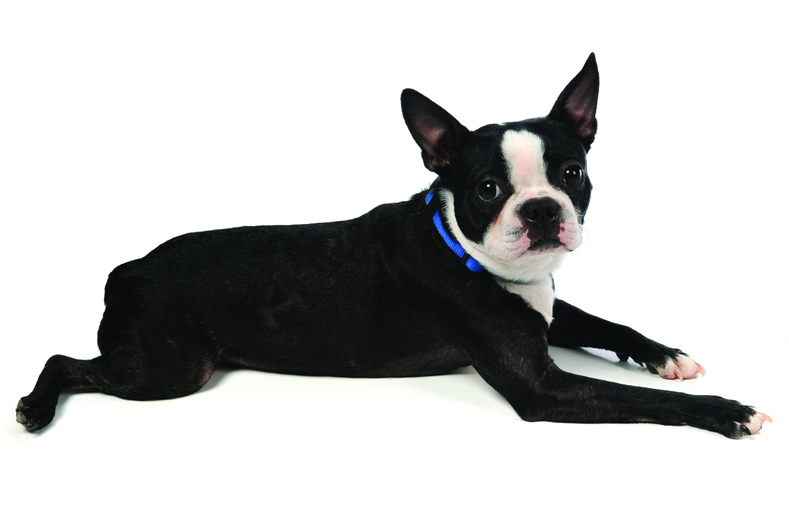 Boston Terrier breed standard example 2