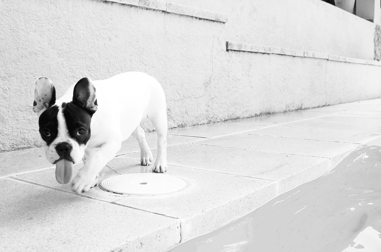 Boston Terrier breed standard example 3
