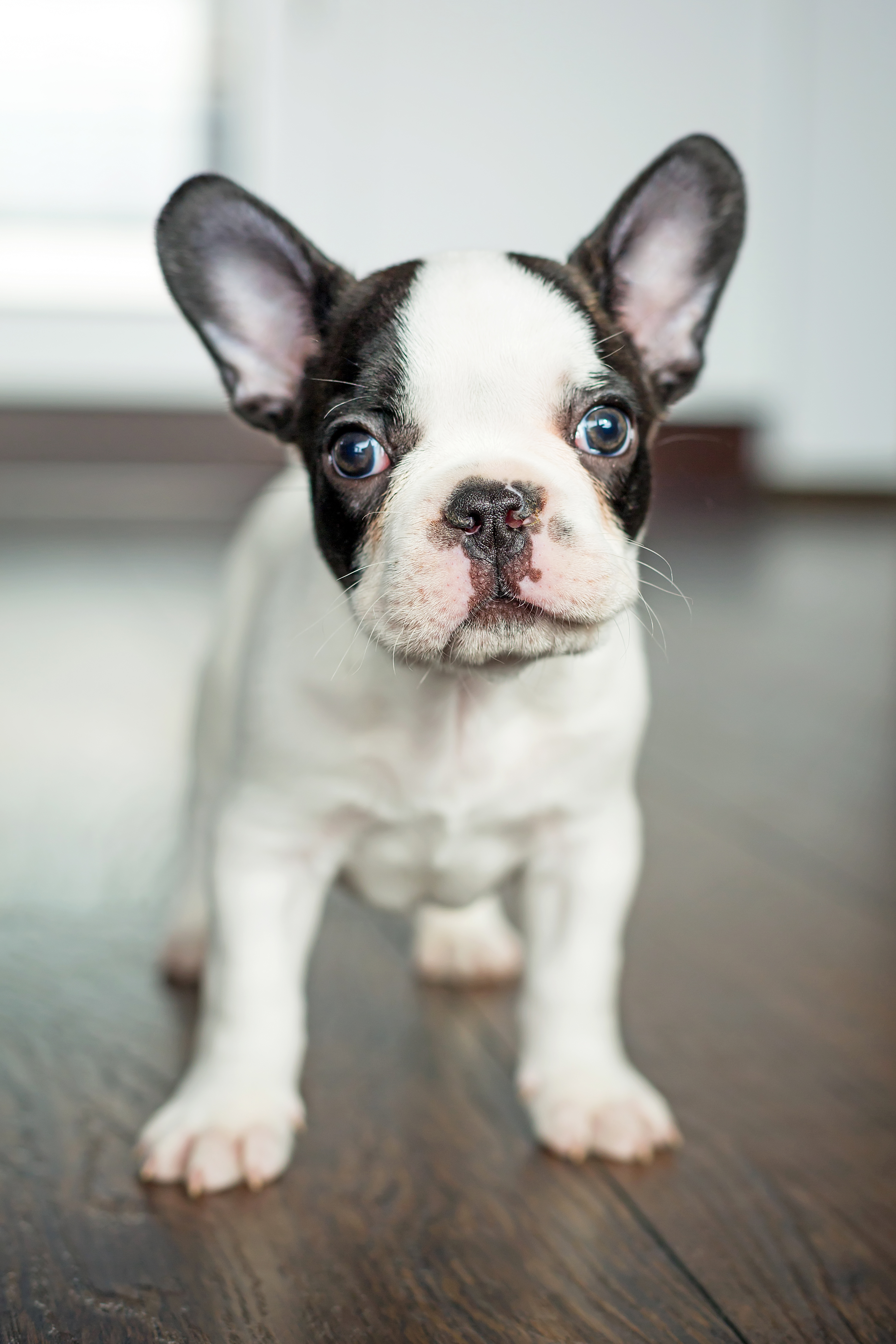 Boston Terrier breed standard example 4
