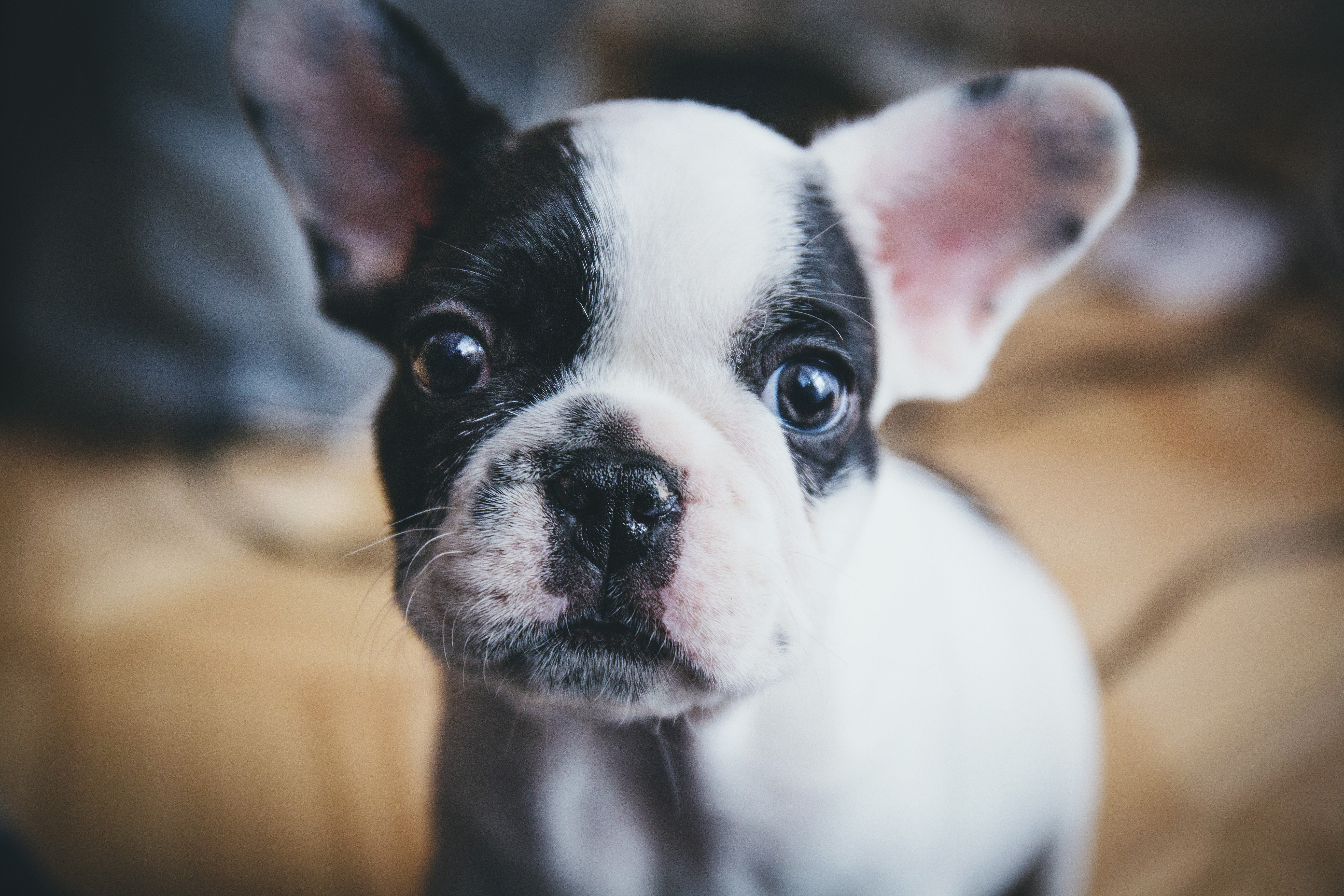 Boston Terrier breed standard example 5