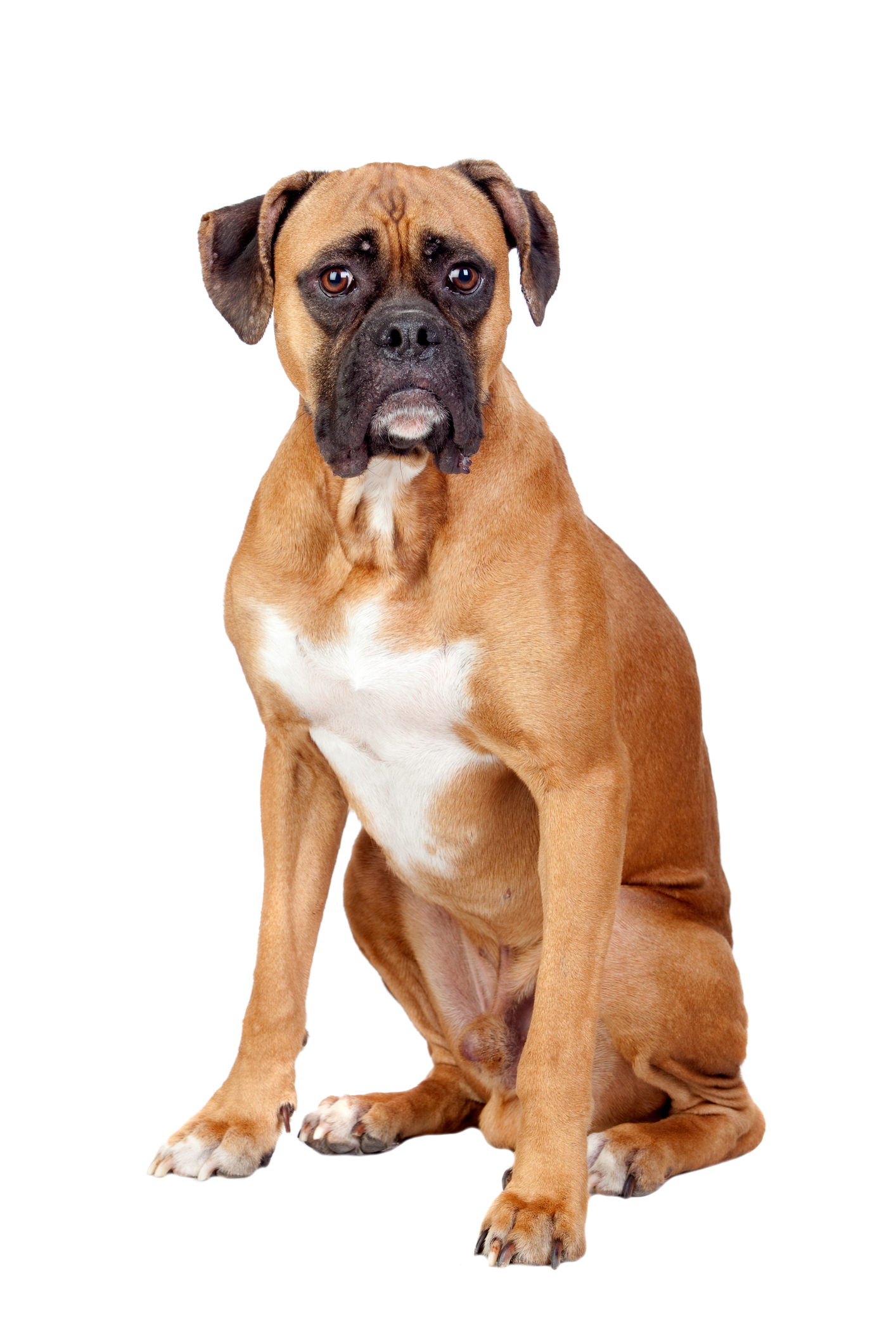 Boxer breed standard example