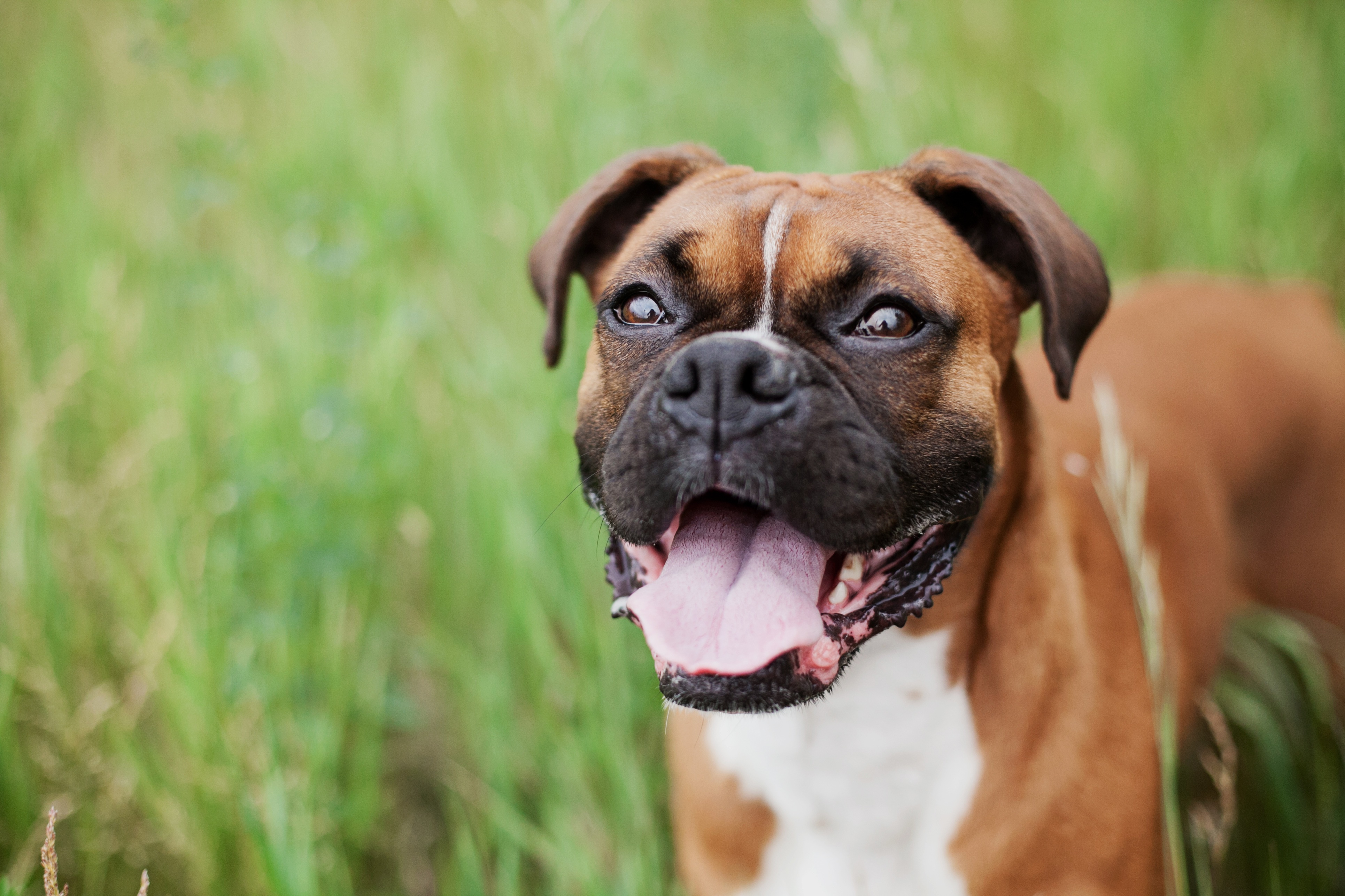 Boxer breed standard example 4