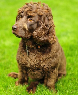 Boykin Spaniel breed standard example