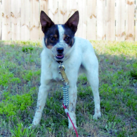 Mountain Feist breed standard example