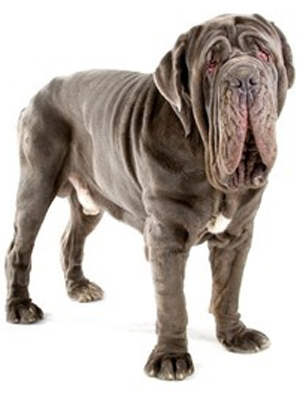 Neapolitan Mastiff breed standard example