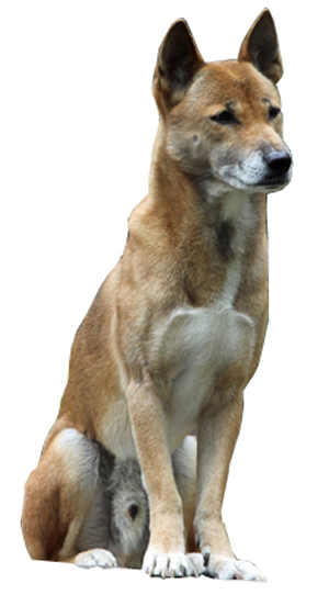 New Guinea Singing Dog breed standard example