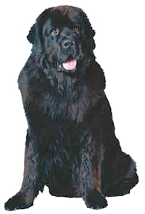 Newfoundland breed standard example
