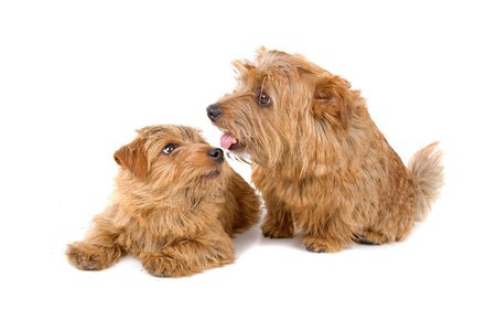 Norfolk Terrier breed standard example