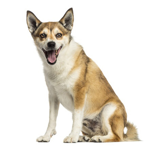 Norwegian Lundehund breed standard example