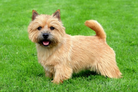 Norwich Terrier breed standard example