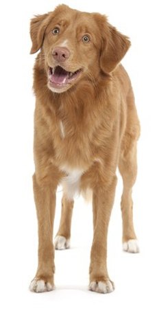Nova Scotia Duck Tolling Retriever breed standard example