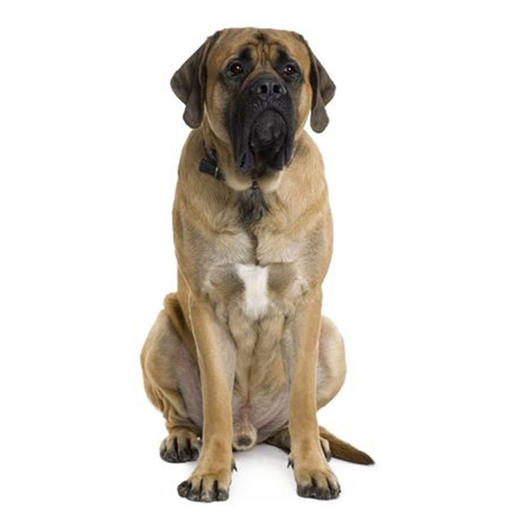 Old English Mastiff breed standard example