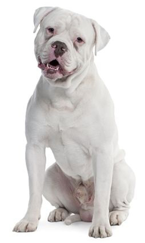 Olde English Bulldogge breed standard example