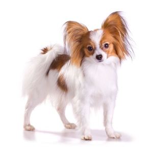 Papillon breed standard example