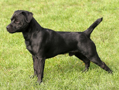 Patterdale Terrier breed standard example