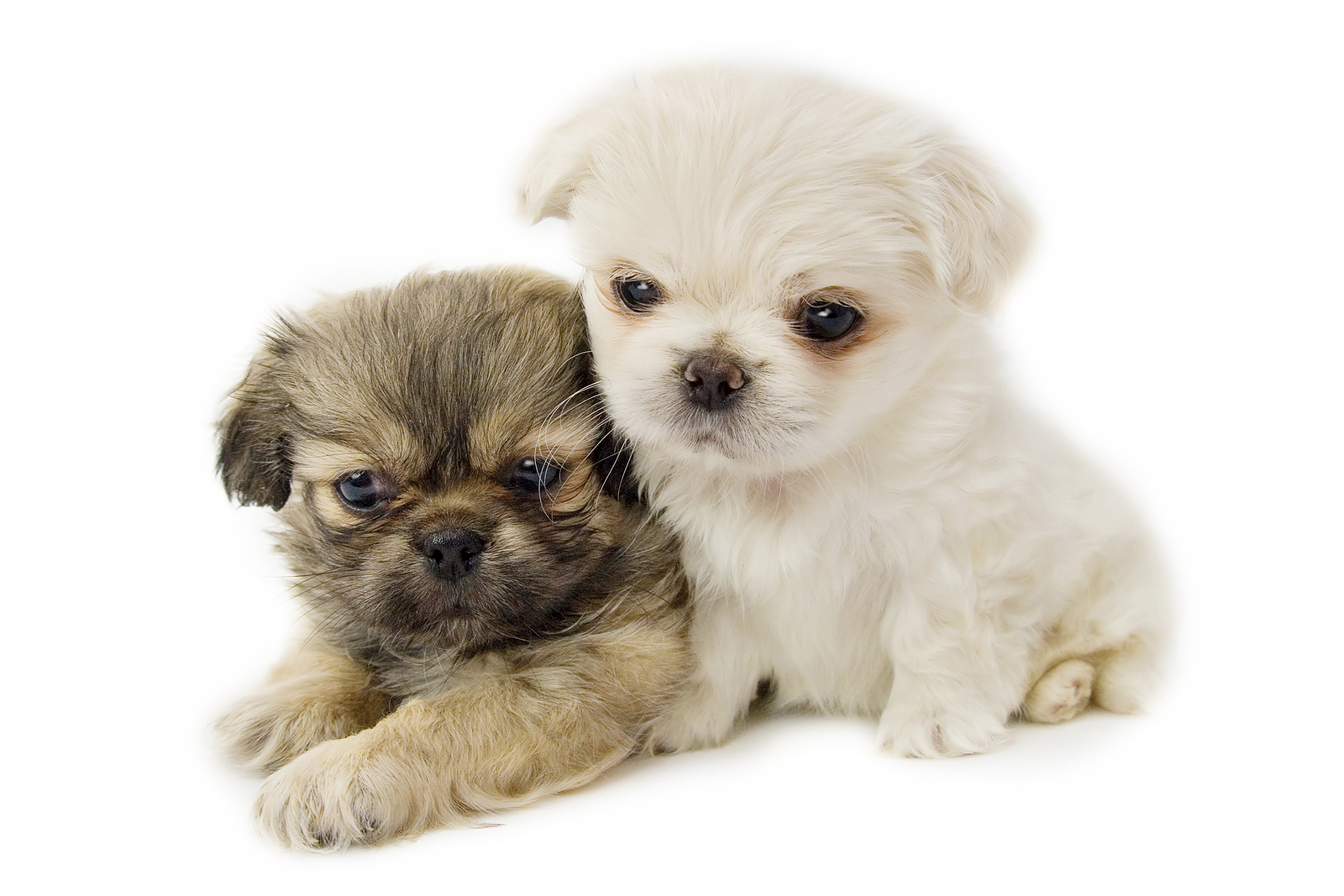 Pekingese breed standard example 2