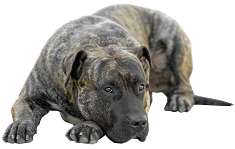 Perro de Presa Canario breed standard example