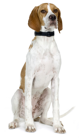 Pointer breed standard example