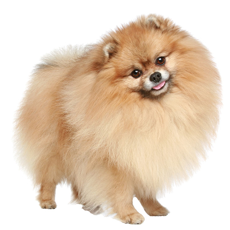 Pomeranian breed standard example