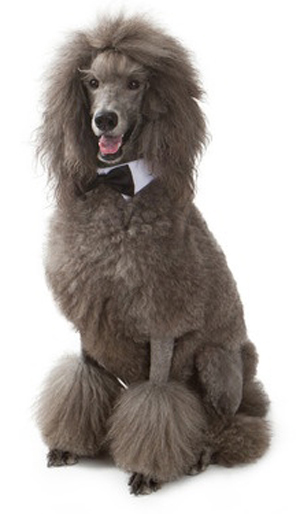 Poodle breed standard example