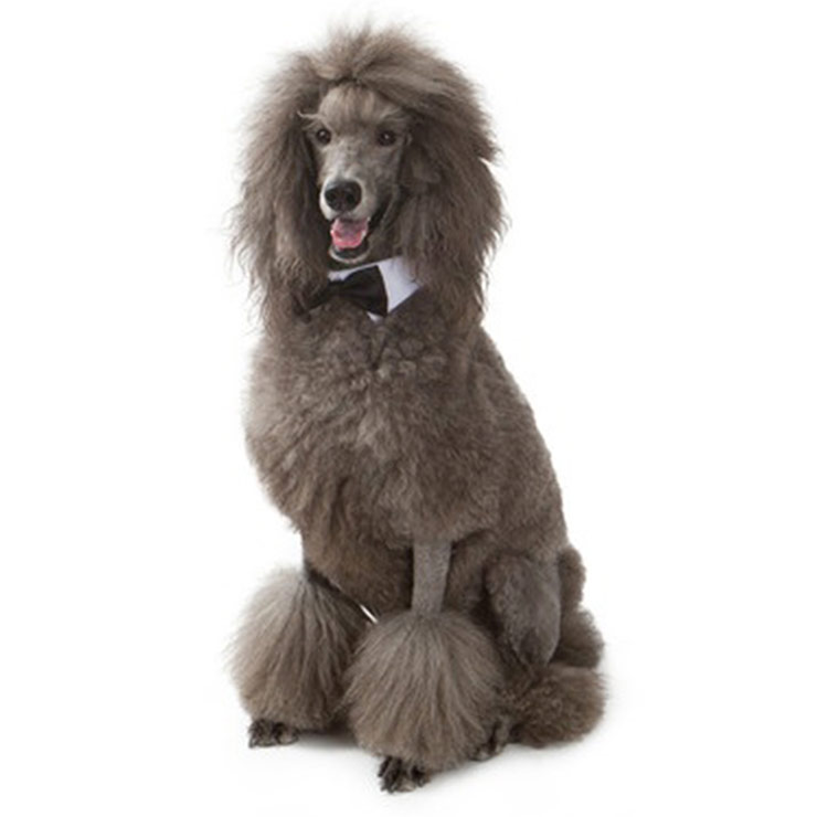 Standard Poodle breed standard example