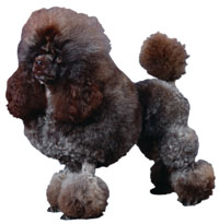Toy Poodle breed standard example