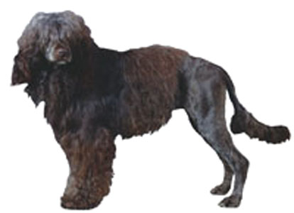 Portuguese Water Dog breed standard example