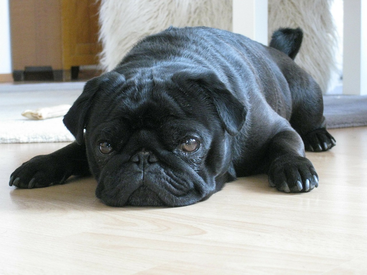 Pug breed standard example 8