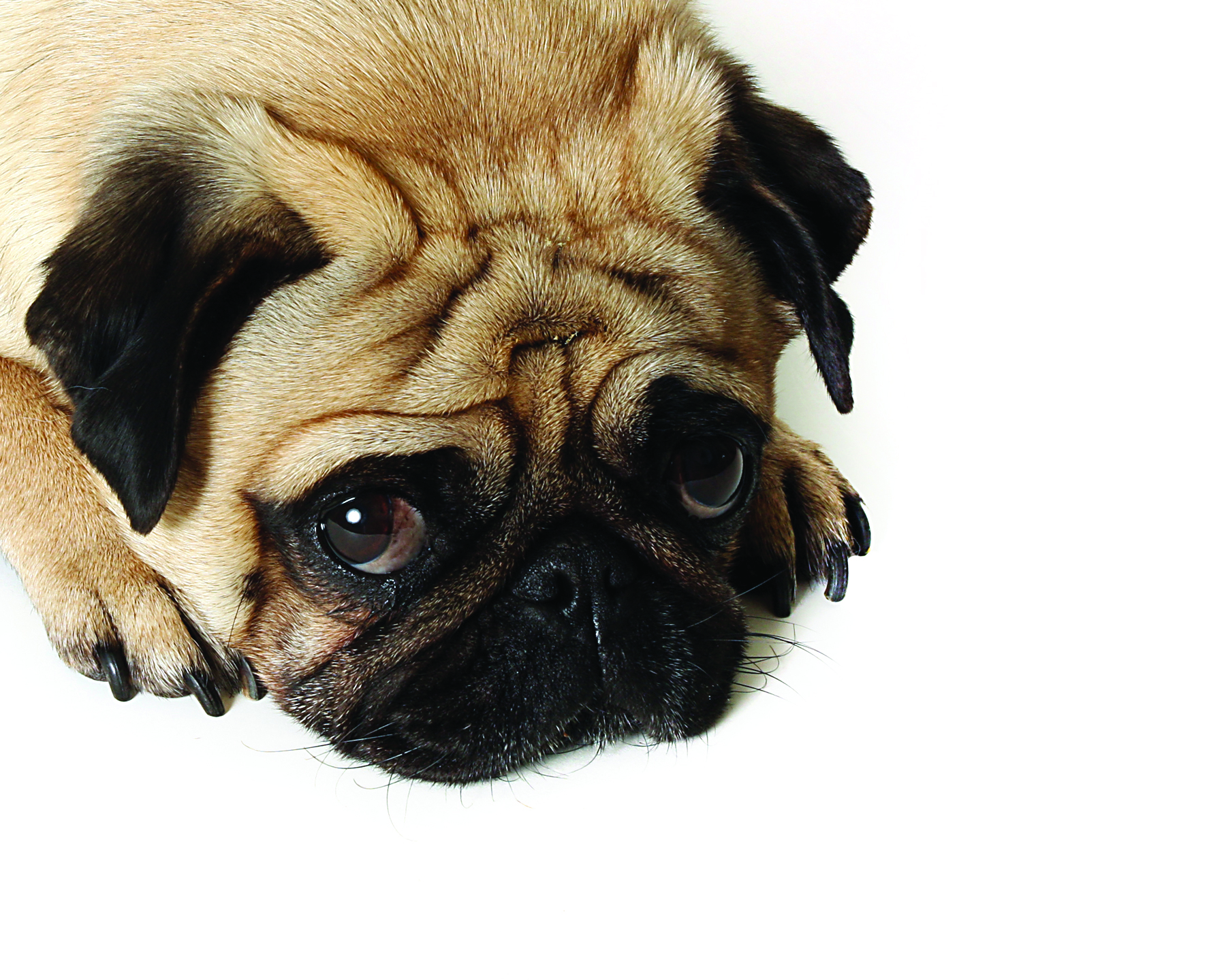 Pug breed standard example 4