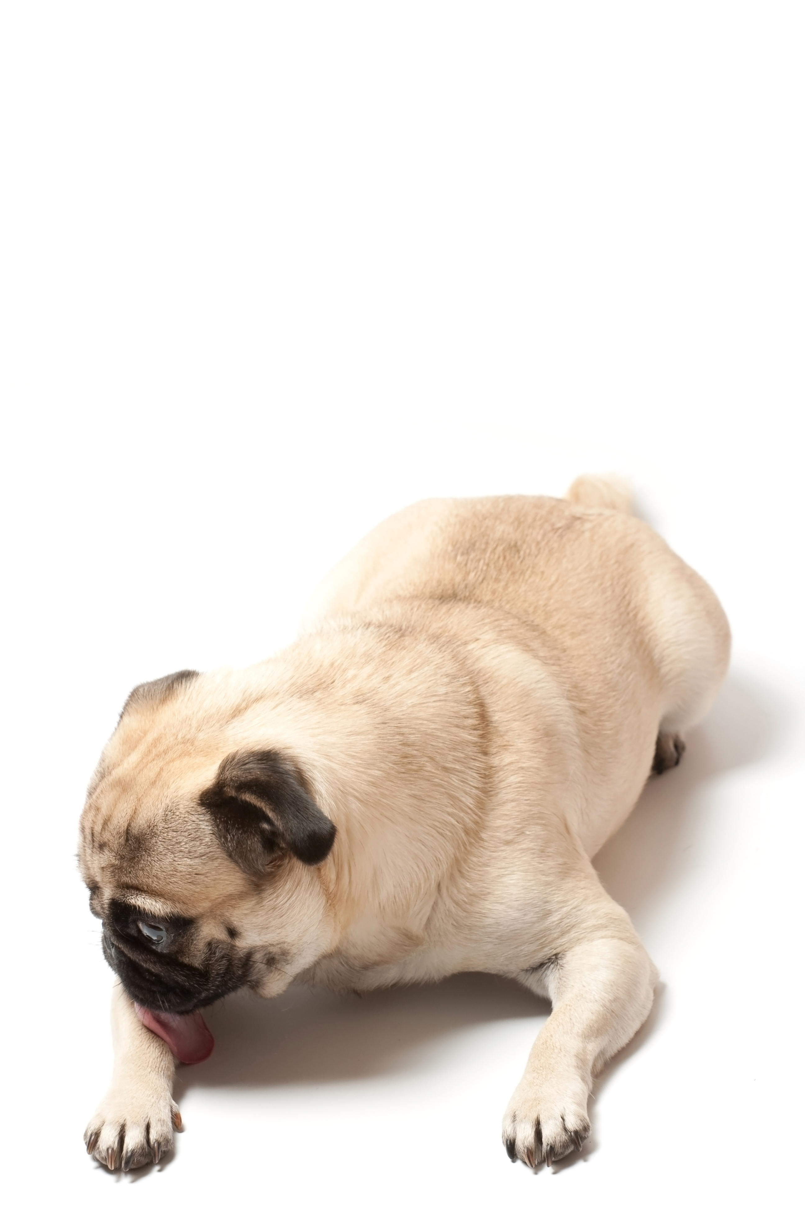Pug breed standard example 5