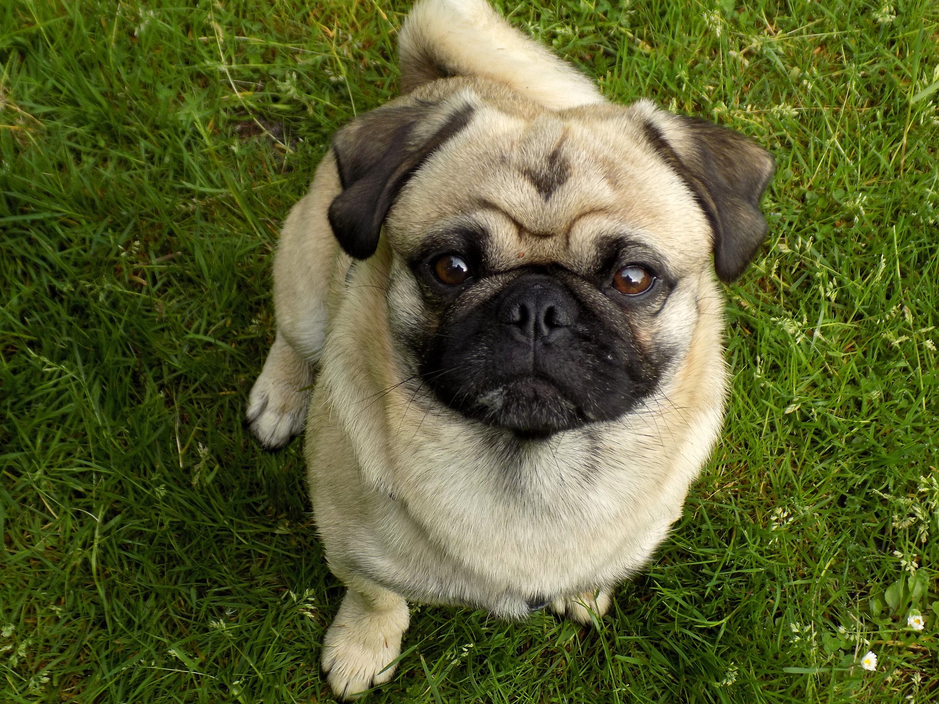 Pug breed standard example 6