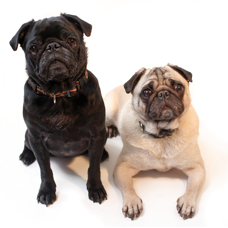 Pug breed standard example