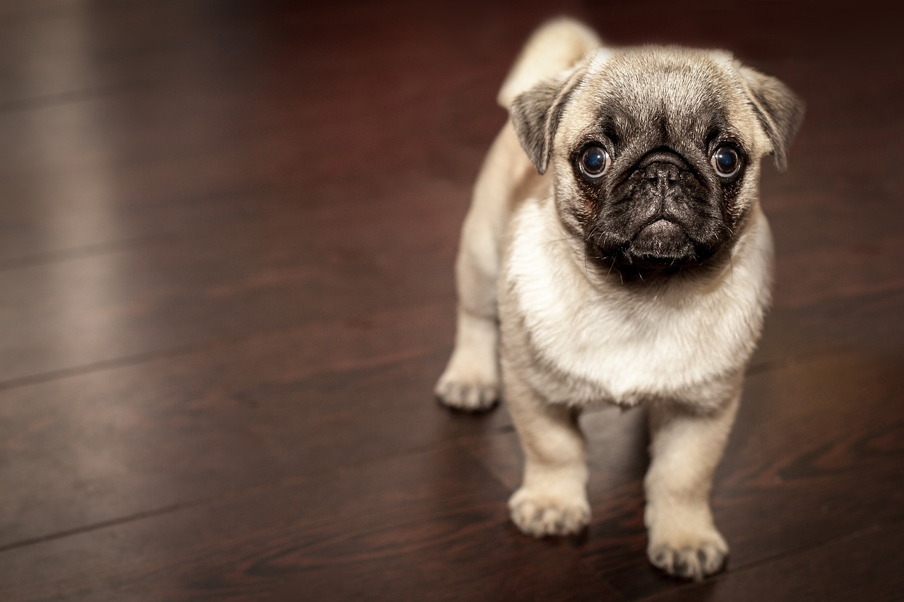 Pug breed standard example 3