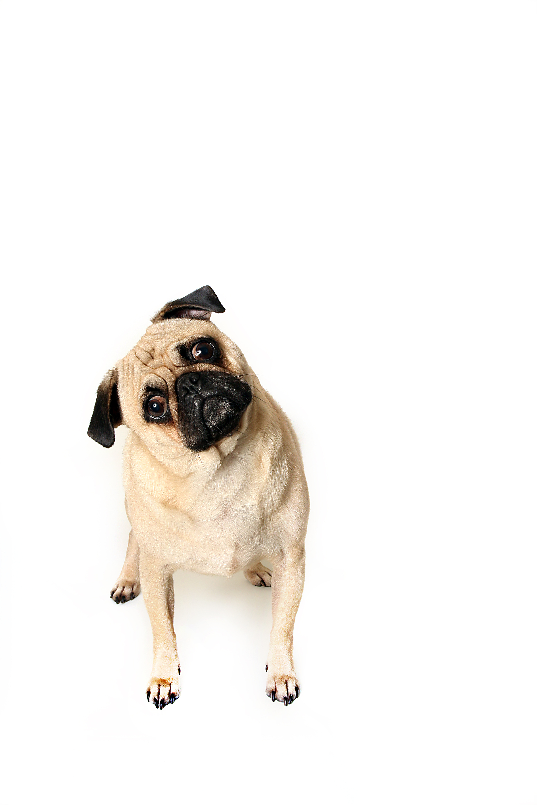 Pug breed standard example 2
