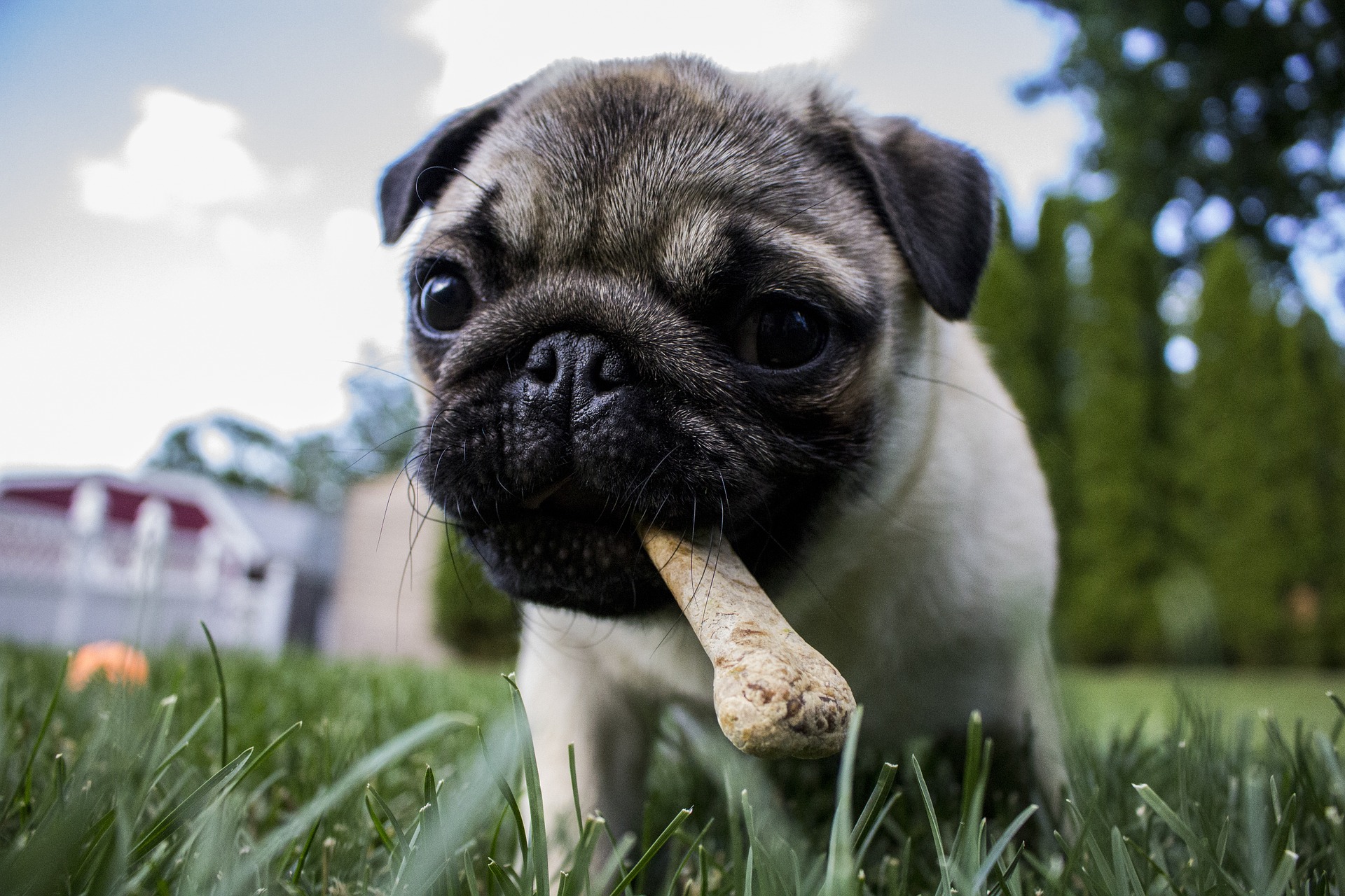 Pug breed standard example 7