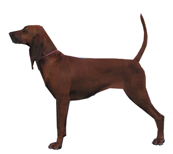 Redbone Coonhound breed standard example