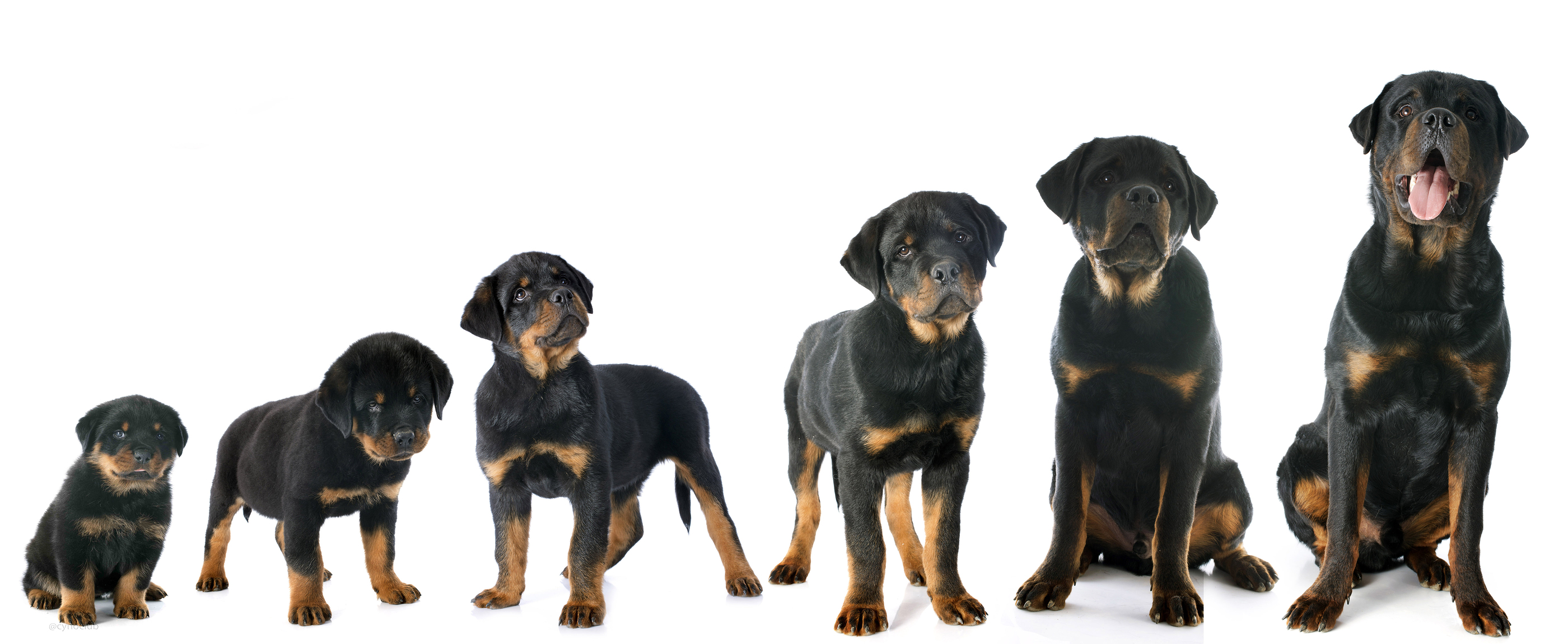 Rottweiler breed standard example 4