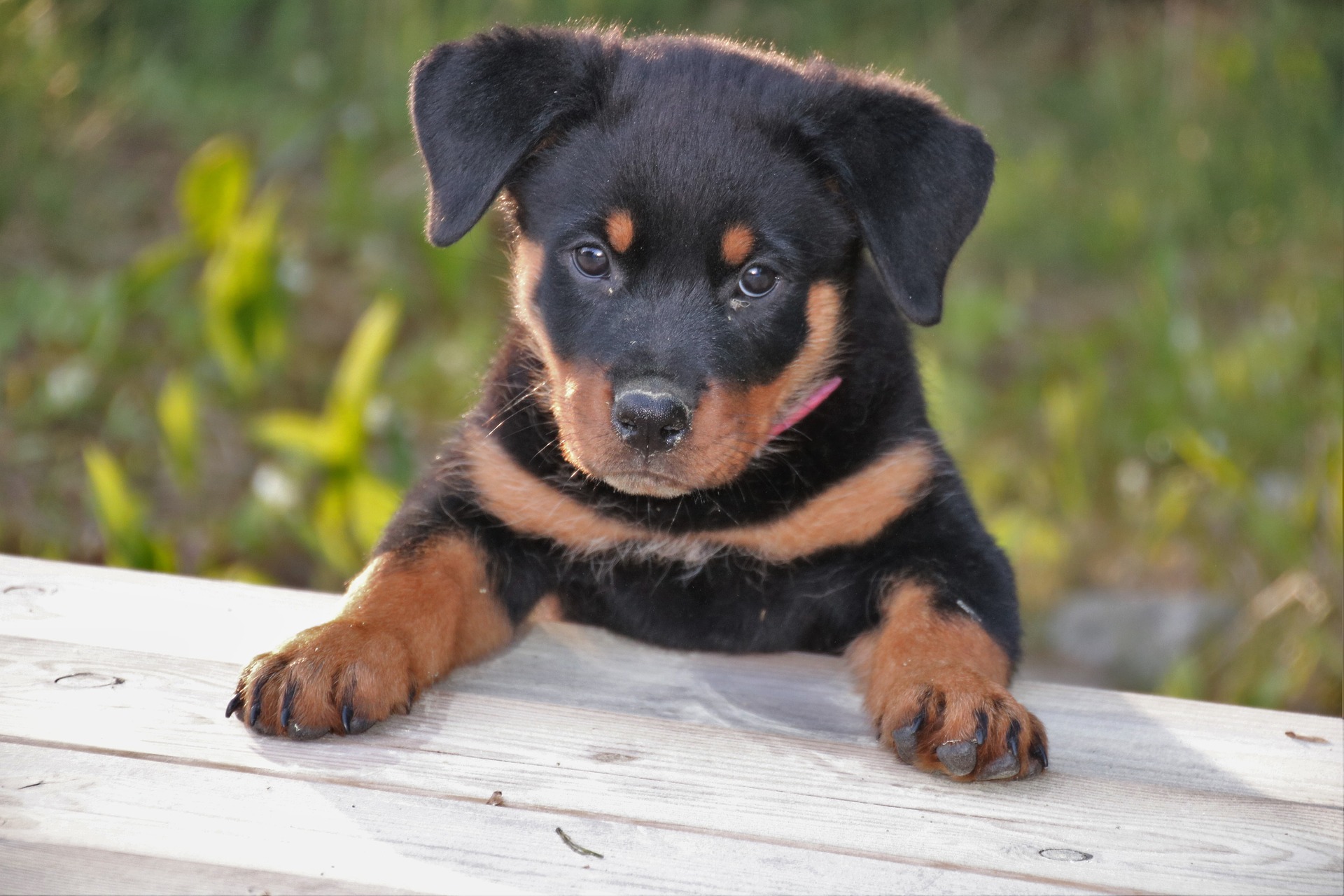 Rottweiler breed standard example 3