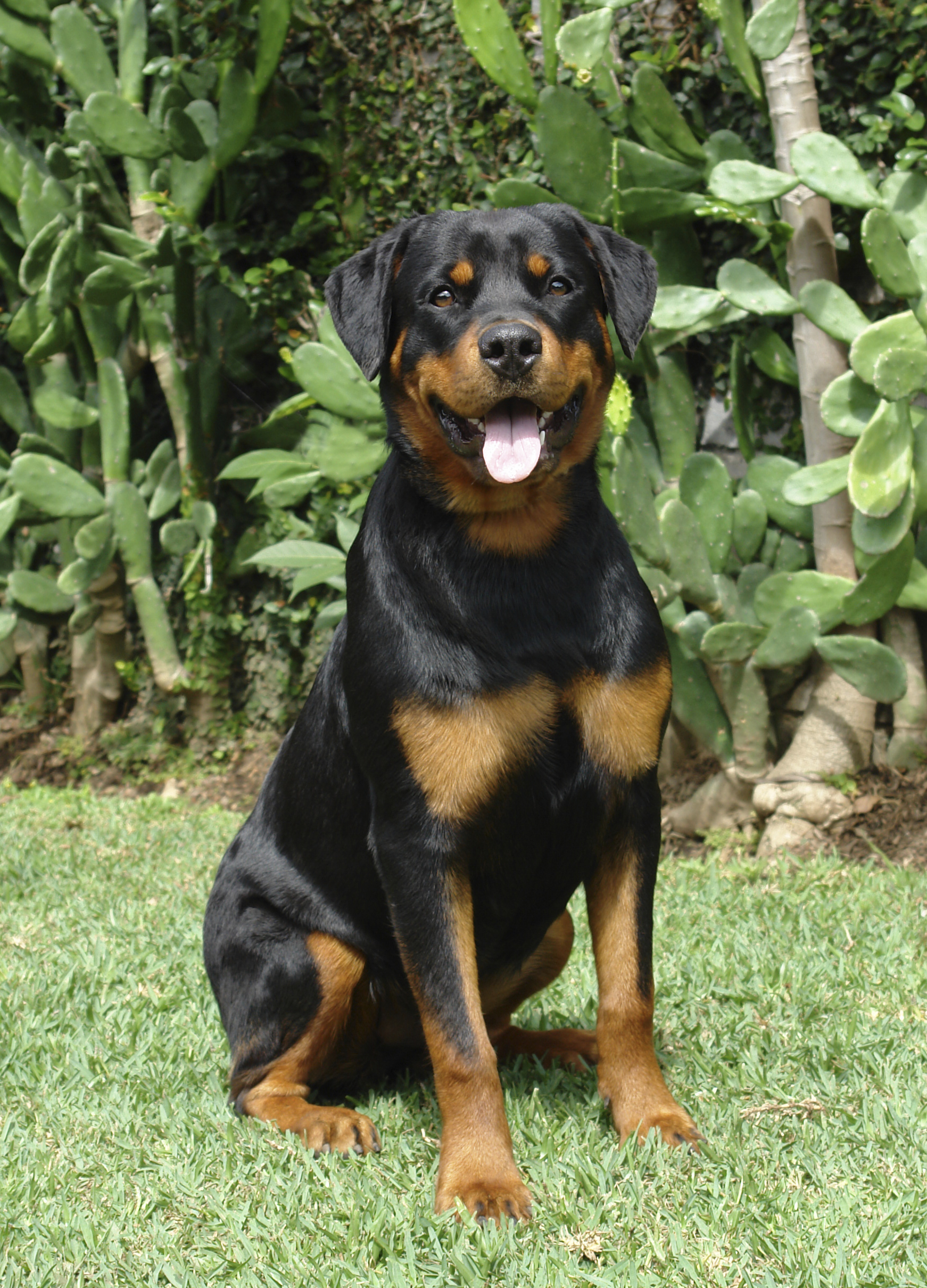 Rottweiler breed standard example 2