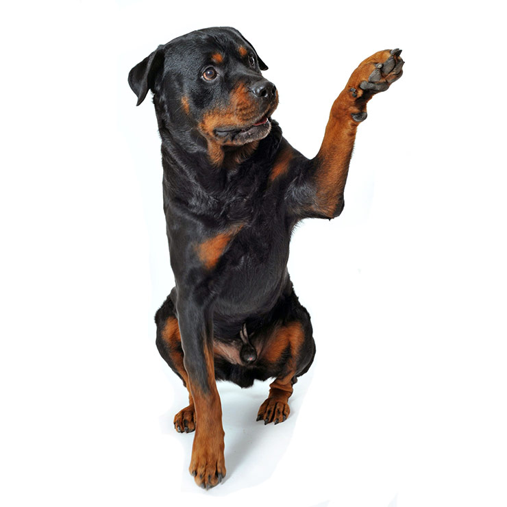 Rottweiler breed standard example