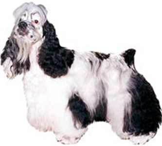 Russian Spaniel breed standard example