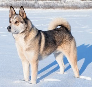 Russo-European Laika breed standard example